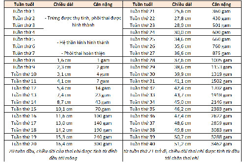 Chỉ số thai nhi 16 tuần