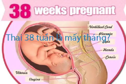 38 Tuần Là Mấy Tháng - Khám Phá Hành Trình Kỳ Diệu Của Thai Kỳ