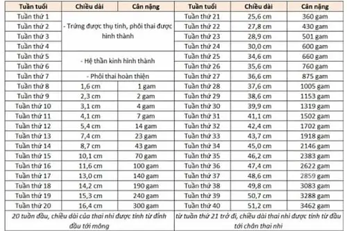 chi-so-thai-nhi-22-tuan Chỉ số thai 22 tuần