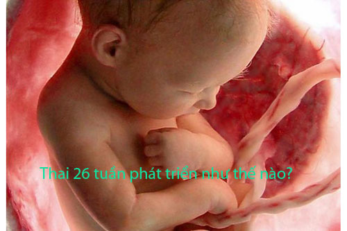 thai-26-tuan-phat-trien-nhu-the-nao Thai 26 tuần phát triển như thế nào?