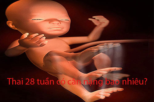 thai-28-tuan-co-can-nang-bao-nhieuc2a0 Thai 28 tuần có cân nặng bao nhiêu?