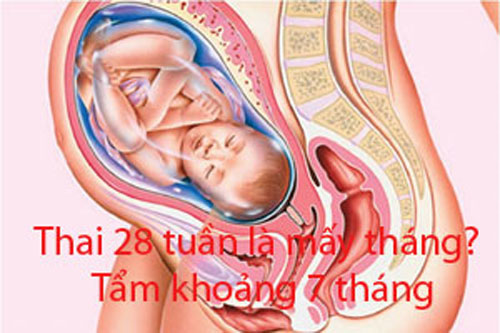 thai-28-tuan-la-may-thang1 Thai 28 tuần là mấy tháng