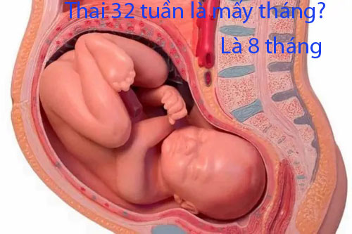 thai-32-tuan-la-may-thang Thai 32 tuần là mấy tháng