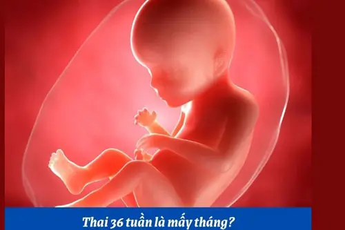 Thai 36 tuần là mấy tháng?