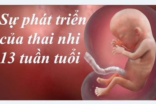 Thai nhi 13 tuần tuổi phát triển như thế nào